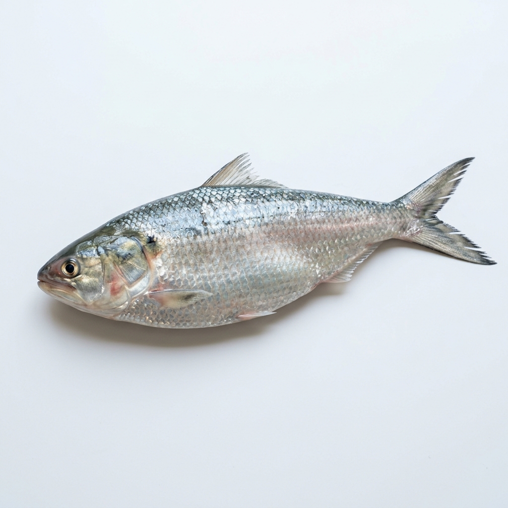 Hilsa Fish